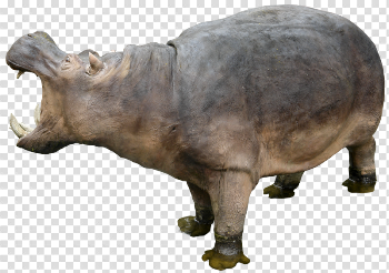 Hippo PNG Free Download