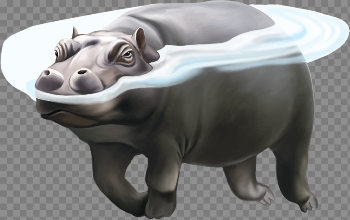 Hippo PNG Picture