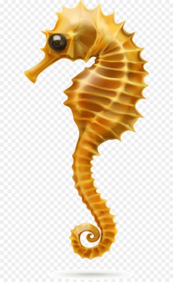 Hippocampus 
