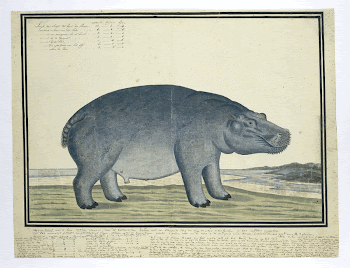 Hippopotamus amphibius capensis (Hippopotamus) (ca.1777) | Free Photo - rawpixel