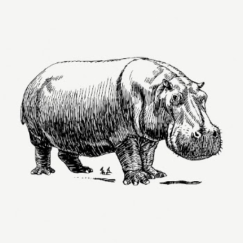 Hippopotamus animal collage element, vintage | Free PSD - rawpixel