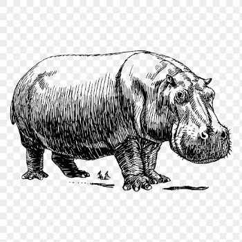 Hippopotamus animal png sticker vintage | Free PNG - rawpixel