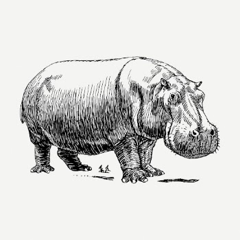 Hippopotamus drawing clipart, wild animal | Free PSD - rawpixel