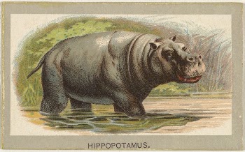 Hippopotamus, from the Animals of the World | Free Photo - rawpixel