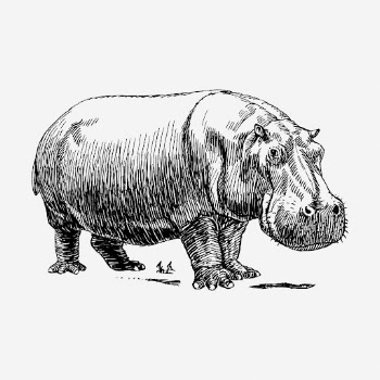 Hippopotamus hand drawn illustration. Free | Free Photo - rawpixel