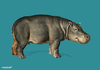 Hippopotamus (Hippopotame Amphibie) illustrat.. | Free stock vector - 467925
