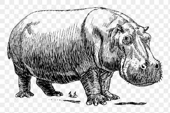 Hippopotamus png clipart, animal hand | Free PNG - rawpixel