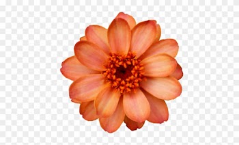 Hipster Vintage Design Orange Flowers Nature Pattern - Flower Cut Out Png