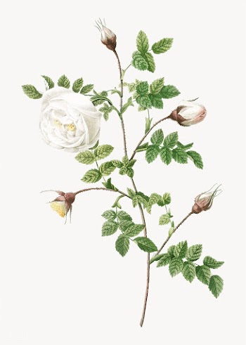 Hispid rose in bloom | Free stock vector - 574260