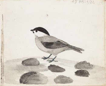 Hömötiainen, 1830
part of a sketchbook, | Free Photo - rawpixel