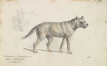 Hoary Aguara Dog by Charles | Free Photo - rawpixel