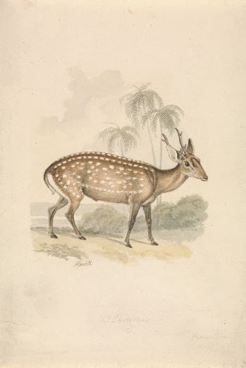 Hog Deer | Free Photo - rawpixel