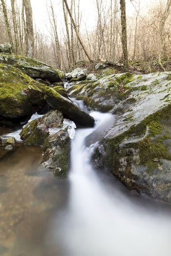 Hogcamp Branch, forest stream background. | Free Photo - rawpixel