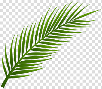Hojas de palmas png 3 » PNG Image