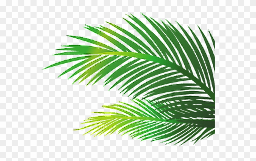 Hojas De Palmeras Png