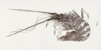 Hokusai's Large Lobster (1800-15). Original | Free Photo Illustration - rawpixel