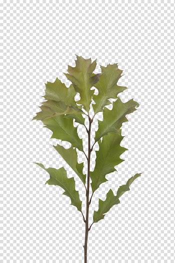 Holex Flower B.V. Floral design Plant stem Twig, flower transparent background PNG clipart