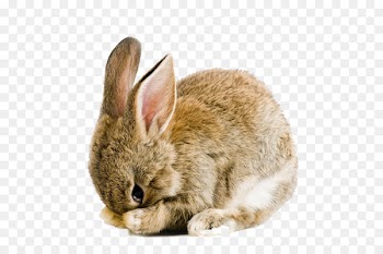 Holland Lop Easter Bunny Cruelty-free Rabbit Snuggle Bunnies - Easter Rabbit PNG Pic 
