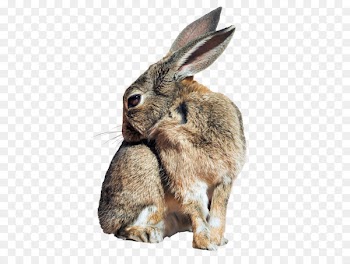Holland Lop Hare Easter Bunny Netherland Dwarf rabbit Rex rabbit - bunny 