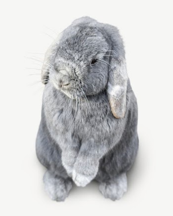 Holland Lop rabbit, cute bunny | Free PSD - rawpixel