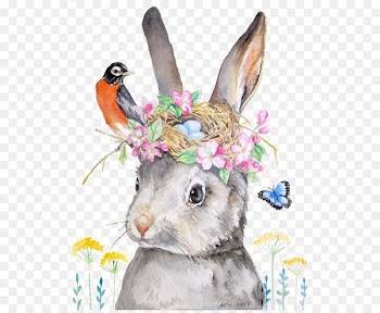 Holland Lop Rabbit Drawing Illustration - rabbit 