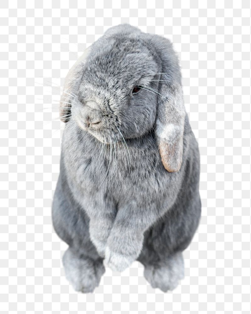 Holland Lop rabbit png sticker, | Free PNG - rawpixel