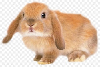 Holland Lop Silver Fox rabbit Domestic rabbit Chinchilla - Rhubarb rabbit 