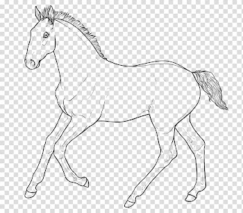 Hollendart Foal Lines, horse sketch transparent background PNG clipart