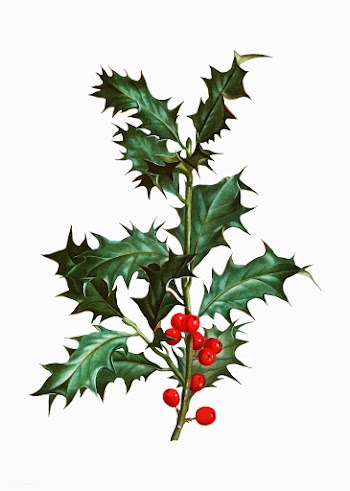 Holly branch | Free stock vector - 567689
