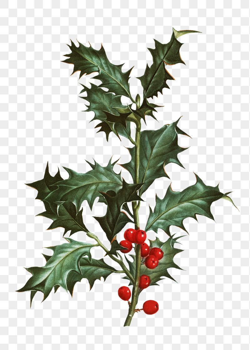 Holly branch png illustration sticker, | Free PNG - rawpixel