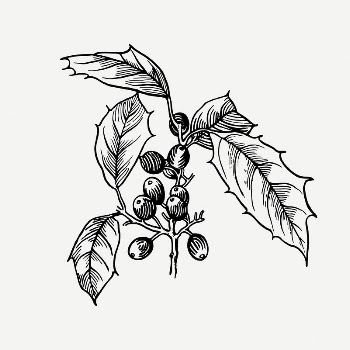 Holly clipart, vintage plant illustration | Free PSD Illustration - rawpixel