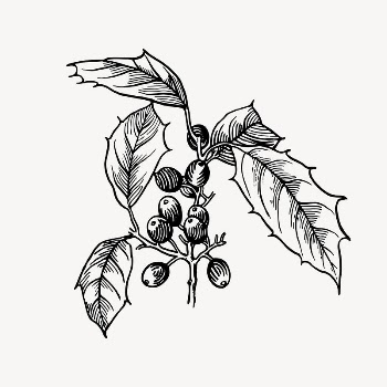Holly drawing, vintage plant illustration | Free Vector Illustration - rawpixel