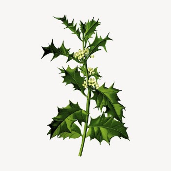 Holly leaf branch collage element, | Free PSD - rawpixel