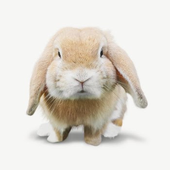 Holly lop bunny collage element | Free PSD - rawpixel