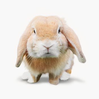 Holly lop bunny isolated on off white | Free Photo - rawpixel