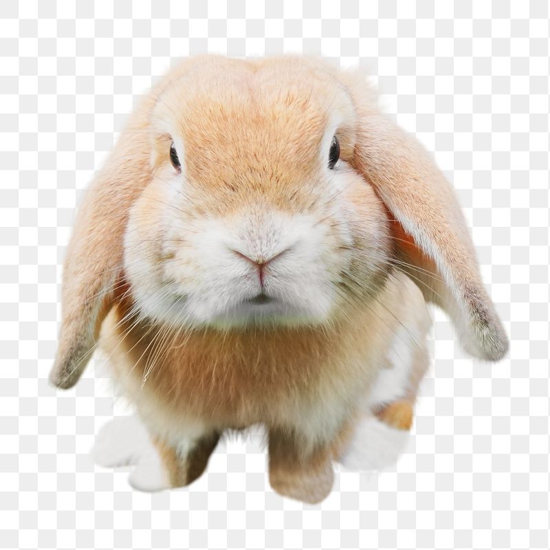 Holly lop bunny png sticker, | Free PNG - rawpixel