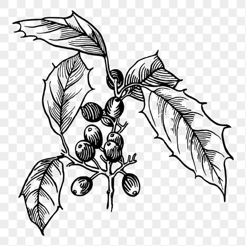 Holly png sticker, vintage plant | Free PNG - rawpixel