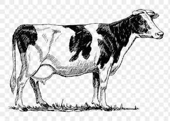 Holstein cow png, vintage animal | Free PNG Illustration - rawpixel