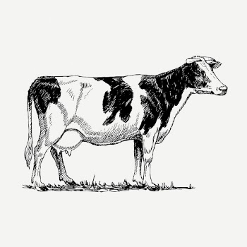 Holstein cow, vintage animal illustration | Free PSD Illustration - rawpixel