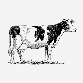 Holstein cow, vintage farm animal | Free Photo Illustration - rawpixel