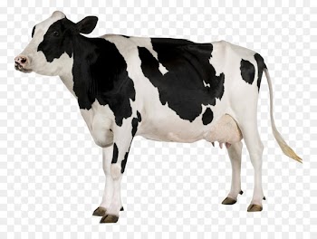 Holstein Friesian cattle Stock photography Dairy farming Dairy cattle Royalty-free - dogman button 