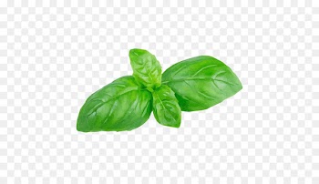 Holy Basil Herb Leaf Portable Network Graphics - Leaf 