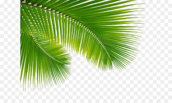 Holy Family Palm Sunday Easter Holy Week Mass - palm leaves 