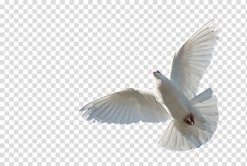 Holy Spirit Bible Spiritual gift Saint Christianity, glare element transparent background PNG clipart