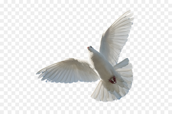Holy Spirit Bible Trinity God - God png download - 700*590 - Free ...