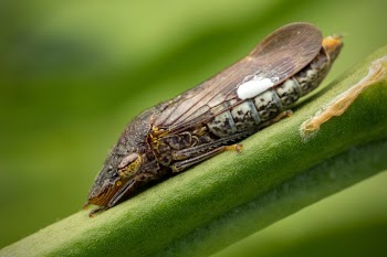 Homalodisca vitripennis - Glassy-winged sharpshooter.The | Free Photo - rawpixel