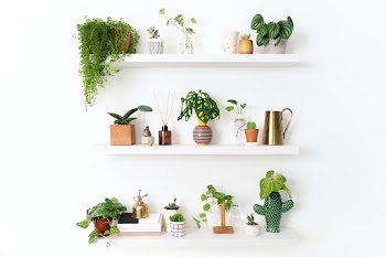 Home decor indoor plant shelf | Free stock photo | High Resolution image