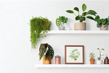 Home decor indoor plant shelf | Free stock photo | High Resolution image