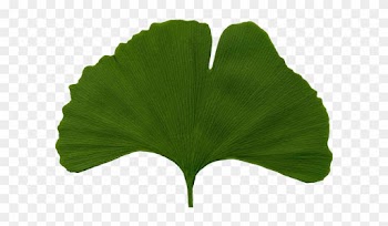 Homeopathy - Ginkgo Biloba Leaf