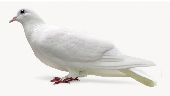 Homing pigeon, bird, animal isolated | Free Photo - rawpixel